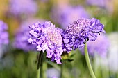 Scabiosa, Scabious, Scabiosa caucasica Butterfly blue, Scabious Butterfly blue beauty