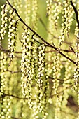 Stachyurus, Early stachyurus, Stachyurus praecox, Stachyurus praecox