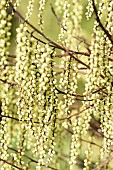 Stachyurus, Early stachyurus, Stachyurus praecox, Stachyurus praecox