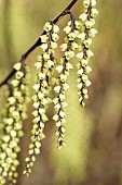 Stachyurus, Early stachyurus, Stachyurus praecox, Stachyurus praecox