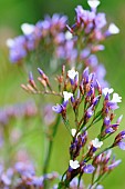 Limonium, Sea lavender, Limonium sinuatum, statice