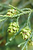 Athrotaxis Summit, Cedar, Athrotaxis laxifolia, athrotaxis laxifolia