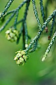 Athrotaxis Summit, Cedar, Athrotaxis laxifolia, athrotaxis laxifolia