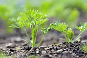 Daucus, Carrot Tendersnax, Daucus carota Tendersnax, carrot tendermax