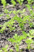 Daucus, Carrot Tendersnax, Daucus carota Tendersnax, carrot tendermax