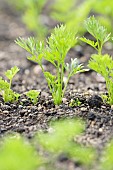 Daucus, Carrot Tendersnax, Daucus carota Tendersnax, carrot tendermax