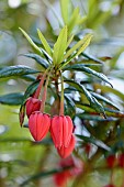 Crinodendron, Chilean lantern tree, Crinodendron hookerianum, Crinodendron hookerianum