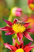 Dahlia, Dahlia Starry Eyes - Red, Dahlia Starry Eyes - Red, dahlia starry eyes red