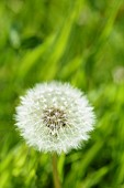 Taraxacum, Dandelion clock, Taraxacum officinale, dandelion