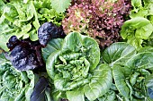 Lactuca, Lettuce, Lactuca sativa, Mixed lettuce
