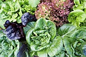 Lactuca, Lettuce, Lactuca sativa, Mixed lettuce