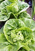 Lactuca, Lettuce Little gem pearl Lactuca sativa Little gem pearl, lettuce little pearl