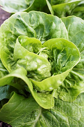 Lettuce_Little_gem_pearl_Lactuca_sativa_Little_gem_pearl_Aerial_view_of_lettuces_growing_outdoor