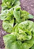 Lactuca, Lettuce Little gem pearl Lactuca sativa Little gem pearl, lettuce little pearl