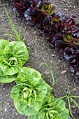 Lactuca, Lettuce, Lactuca sativa, Mixed lettuce