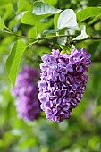 Syringa Lilac Katherine Havemeyer, Syringa vulgaris Katherine Havemeyer, Syringa vulgaris Katherine Havemeyer