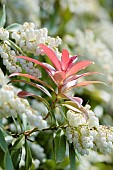 Pieris, Pieris, Pieris formosa var. forrestii, pieris formosa forrestii