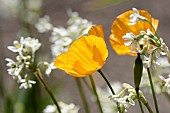 Eschscholzia, Poppy - Californian poppy, Eschscholzia californica, Californian poppy and Tulbaghia natalensis, Sweet wild garlic indigenous to South Africa
