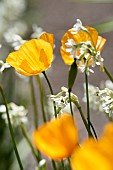 Eschscholzia, Poppy - Californian poppy, Eschscholzia californica, Californian poppy and Tulbaghia natalensis, Sweet wild garlic indigenous to South Africa