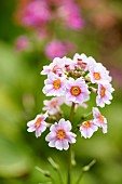 Primula, Primula / Primrose - Candelabra primrose, Primula japonica, primula japonica