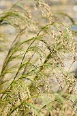 Rhodocoma, Cape restio, Rhodocoma capensis, rhodocoma capensis