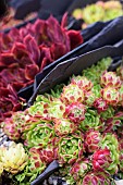 Sempervivum, Houseleek, Sempervivum atlanticum, sempervivum atlanticum