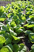 Spinacea, Spinach Fiorana, Spinacea oleracea Fiorana, spinach fiorana