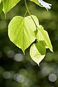 Tilia, Linden / Lime tree, Tilia x europaea, Tilia x europaea