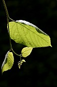 Tilia, Linden / Lime tree, Tilia x europaea, Tilia x europaea