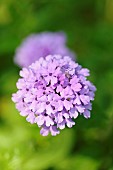 Verbena, Verbena, Verbena cultivar, verbena