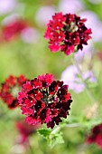 Verbena, Verbena, Verbena cultivar, verbena