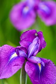 ris , Japanese water iris, Iris ensata var. spontanea, Purple coloured flowers growing outdoor.