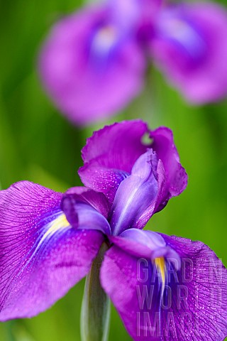 ris__Japanese_water_iris_Iris_ensata_var_spontanea_Purple_coloured_flowers_growing_outdoor