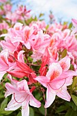 Rhododendron, Rhododendron Pink Pearl, Mass of pink coloured flowers growing outdoor.