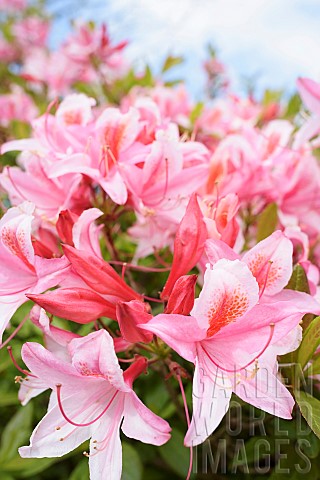 Rhododendron_Rhododendron_Pink_Pearl_Mass_of_pink_coloured_flowers_growing_outdoor