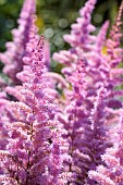 Astilbe, Garden Astilbe, Astilbe arendsii Amethyst, Mass of pink coloured flowers growing outdoor.