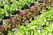 Lettuce, Lettuce Chartwell, Lactuca sativa var. romana, L-R lettuce chartwell, Yugoslavian red, Analena, all growing in allotment.