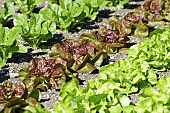 Lettuce, Lettuce Chartwell, Lactuca sativa var. romana, L-R lettuce chartwell, Yugoslavian red, Analena, all growing in allotment.