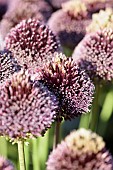 Allium, Allium Forelock, Mauve coloured flowerheads growing outdoor.