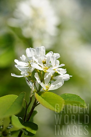 Saskatoon_Amelanchier_alnifolia_Small_white_coloured_flowers_growing_outdoor