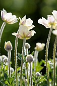 Anemone, Anemone multiifida, Small white coloured flowers growing outdoor.