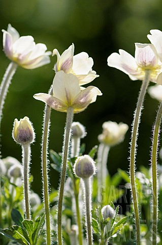Anemone_Anemone_multiifida_Small_white_coloured_flowers_growing_outdoor