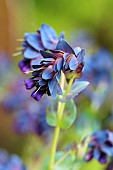 Honeywort Blue Kiwi, Cerinthe major Kiwi Blue, Unusual shaped flowers growing outdoor.