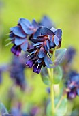 Honeywort Blue Kiwi, Cerinthe major Kiwi Blue, Unusual shaped flowers growing outdoor.