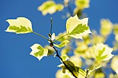 Tulip tree Aureomarginatum, Liriodendron tulipifera Aureomarginatum, Backlit yellow leaves against a blue sky.