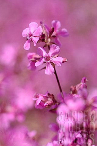 Yunnan_catchfly_Lychnis_yunnanensis_Small_pink_flowers_growing_outdoor