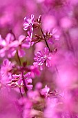 Yunnan catchfly, Lychnis yunnanensis, Small pink flowers growing outdoor.