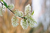 Cherry, Manchurian cherry, Prunus maackii Amber Beauty, White flowers on plant growing outdoor.