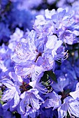 Rhododendron, Rhododendron ÔHydon RodneyÕ, Mass of mauve coloured flowers growing outdoor.