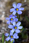 Blue-eyed grass, Sisyrinchium Californian Skies, Delicate blue coloured flowers growing outdoor.